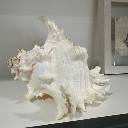 Seashell House Βίλα Κλιαργουότερ Εξωτερικό φωτογραφία